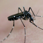 Registren el primer cas de microcefàlia per zika a Catalunya Registren el primer cas de microcefàlia per zika a Catalunya