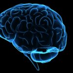 La prevenció dels factors de risc i un estil de vida saludable evitarien un 90% de casos d’ictus La prevenció dels factors de risc i un estil de vida saludable evitarien un 90% de casos d’ictus